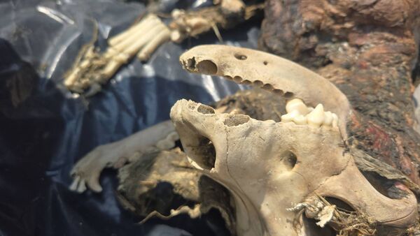 ▲健康失蹤38天死狀悽慘動保人士前往飼主家。（圖／社團法人新竹縣流浪動物珍愛協會提供）