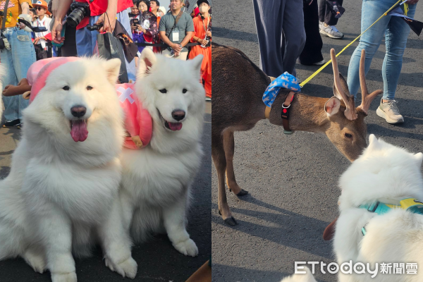 ▲《航海王》媽祖護航！草帽海賊大遊行。（圖／記者蕭采薇攝）