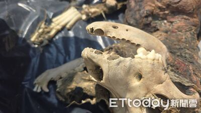 「健康」慘死成白骨！飼主住處遭砸酒瓶　家屬喊冤：保證沒虐死狗