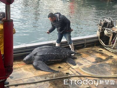 罕見畫面曝!148公分「革龜」受困魚網嘴巴流血 緊急送醫救治