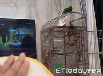 叫不動！鸚鵡頂嘴叫主人「過來」　雙方直接對峙都超倔強