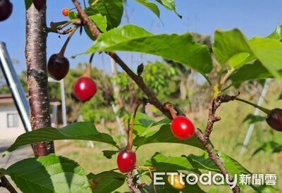 台南山上花園水道博物館河津櫻首度結果　淨水池旁驚見小櫻桃點綴枝頭