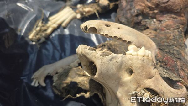 ▲失蹤杜告母犬尋獲已死亡。（圖／民眾提供）