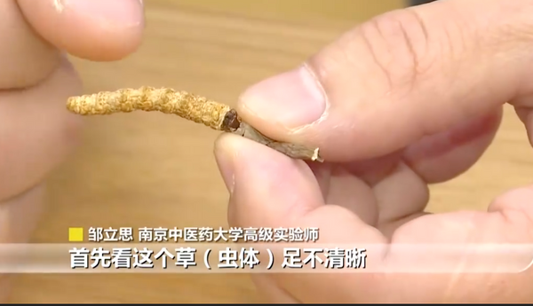 ▲▼  冬蟲夏草、四號是真的、紅圈是真的           。（圖／翻攝 江蘇新聞）
