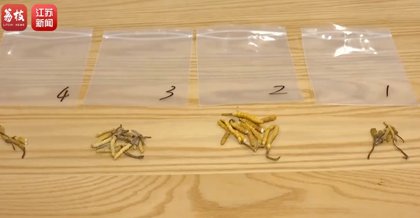 ▲▼  冬蟲夏草、四號是真的、紅圈是真的           。（圖／翻攝 江蘇新聞）