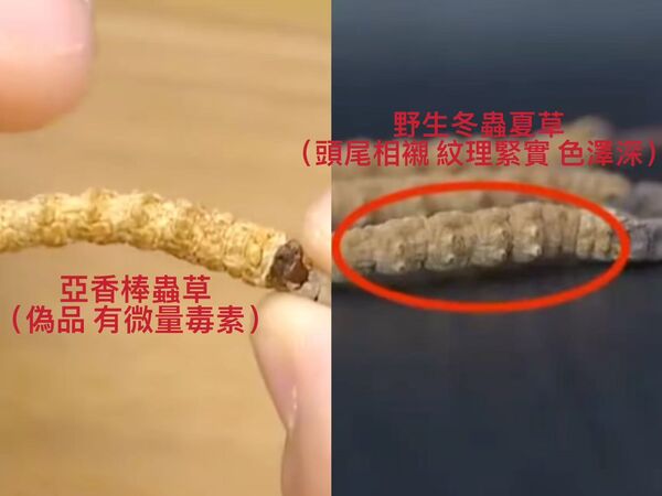 ▲▼   冬蟲夏草、亞香棒蟲草          。（圖／記者任以芳製圖、圖來源翻攝江蘇新聞）