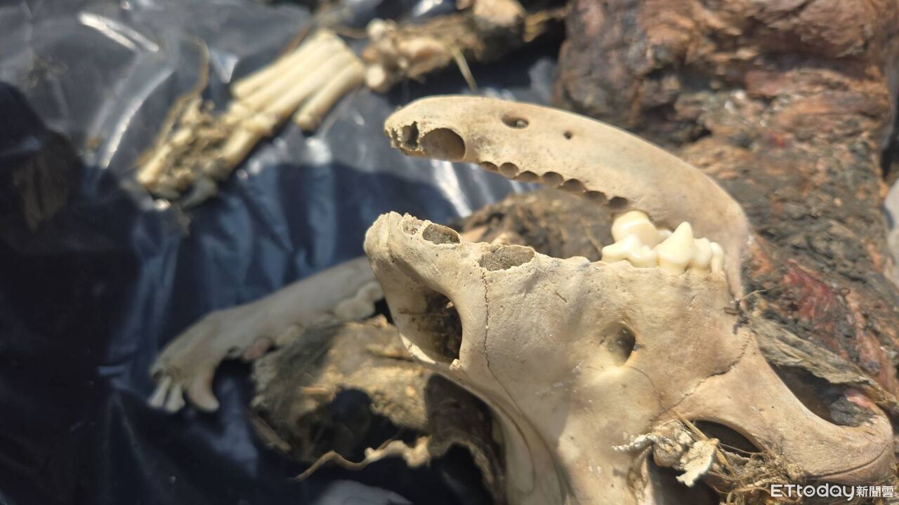 「健康」慘死成白骨!飼主住處遭砸酒瓶 家屬喊冤:保證沒虐死狗