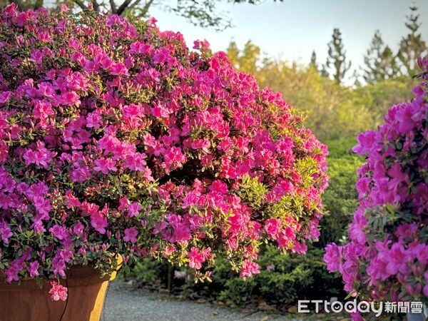 ▲大安森林公園「2026台北杜鵑花季」。（圖／記者彭懷玉攝）