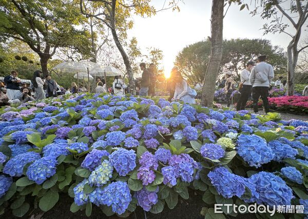 ▲大安森林公園「2026台北杜鵑花季」。（圖／記者彭懷玉攝）