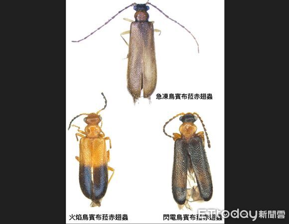 ▲蕭昀,中興大學,昆蟲。（圖／中興大學提供）