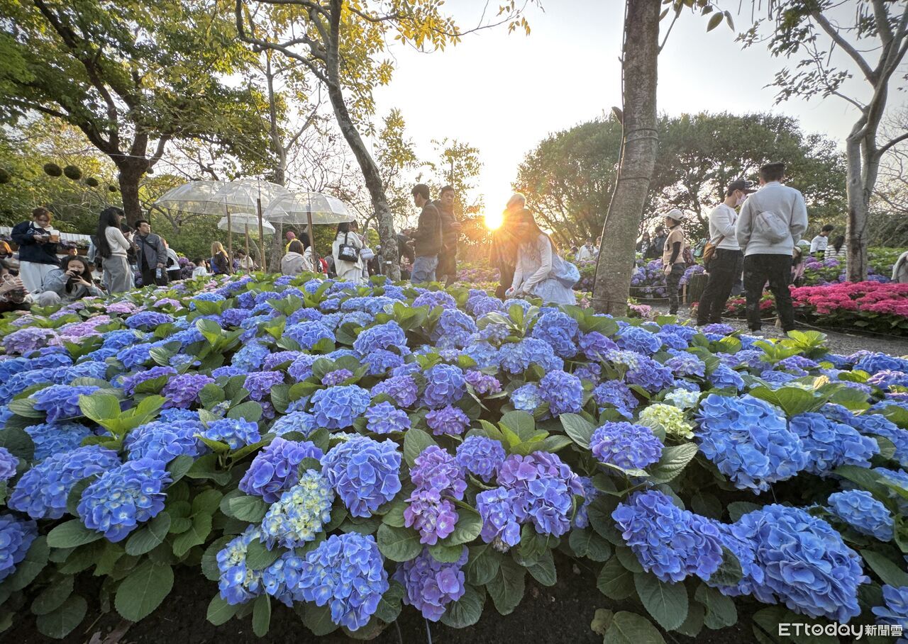 大安森林公園繡球花滿開！花手水、竹編裝置藏故事 還有巨型恐龍 | ETtoday旅遊雲 | ETtoday新聞雲