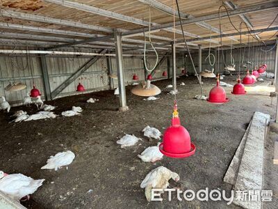 雲林鵝隻異常死亡！確診「H5N1禽流感」　急撲殺883隻防堵疫情