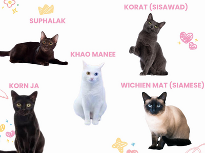 泰5種本土喵星人被正式列為「寵物級國家象徵」 與大象並列