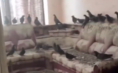 離家3年忘了關窗！返家崩潰「地板被鳥屎淹沒」　驚悚畫面曝