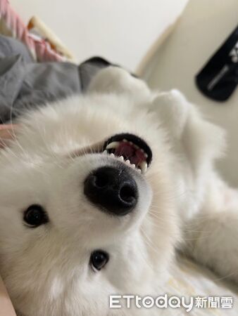 薩摩耶跟垃圾車唱歌。（圖／Threads@samoyebbi提供）
