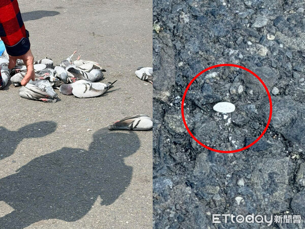 ▲▼ 鳥如雨下！高雄女疑廟前撒毒米&hellip;24鴿子「集體墜落」鳥屍鋪滿地。（圖／網友謝芯授權提供）
