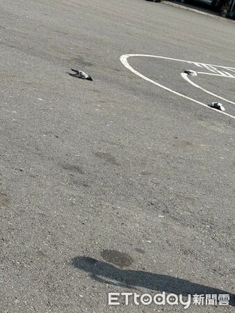 ▲▼ 鳥如雨下！高雄女疑廟前撒毒米&hellip;24鴿子「集體墜落」鳥屍鋪滿地。（圖／網友謝芯授權提供）