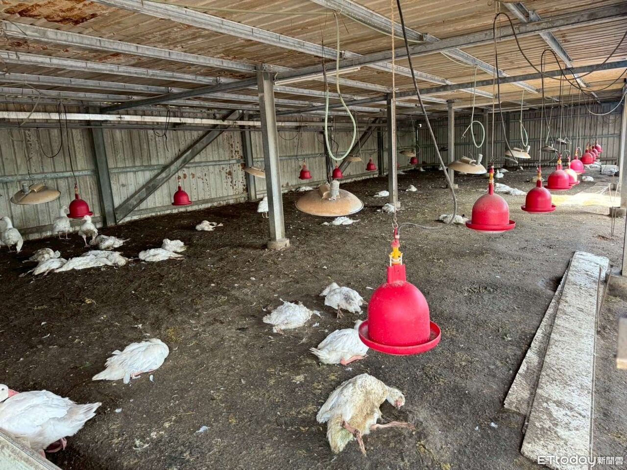 雲林鵝隻異常死亡!確診「H5N1禽流感」 急撲殺883隻防堵疫情