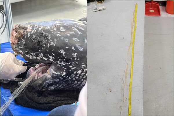 救援革龜深夜死亡!手術移除160cm網具 換氣速率突下降救不回