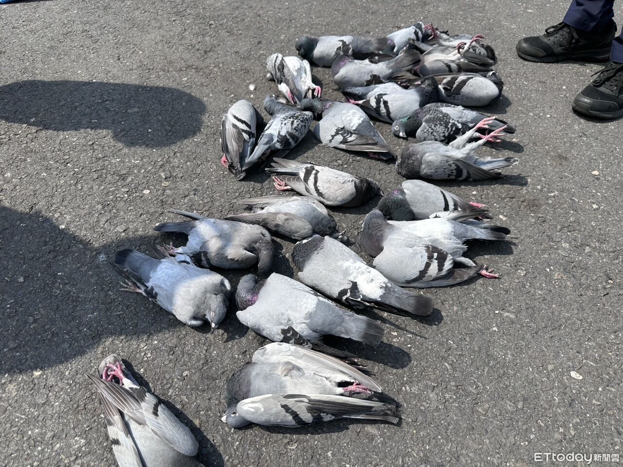 廟前撒毒米!24鴿子「空中定格摔死」鳥屍滿地 驚悚畫面曝