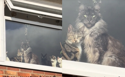 女回家見「6貓窗前排隊」等門萌翻　網見畫面驚：混了一隻大貓