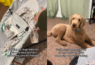 帶小孩回來前「幫狗做預演」　二巨汪問號：你在跟誰說話？