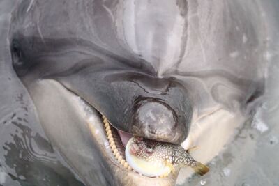 好絕望！野生河豚誤闖水族館「眼神死」　海豚興奮當球玩