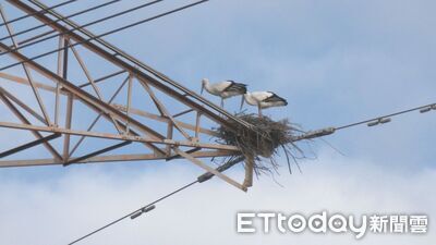 瀕危東方白鸛高壓電塔築巢　空拍機近距離干擾害公鳥一度飛離
