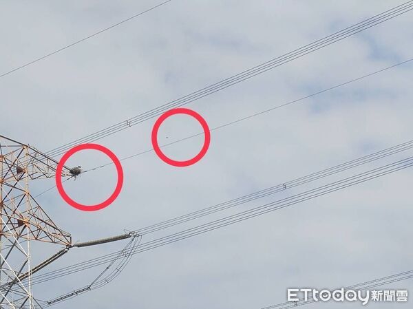 ▲雲林濁水溪電塔上的東方白鸛巢位，成功孵出雛鳥卻遭空拍機驚擾。（圖／福爾摩沙野鳥保育協會提供）