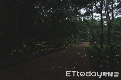 早鳥優惠最後一天！奧萬大拜訪夜精靈　4月起三梯次解開螢火密碼