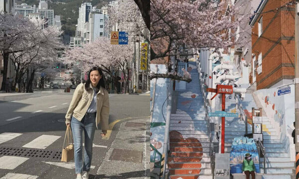 ▲▼2026釜山櫻花季。（圖／ReadyGo提供）