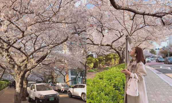 ▲▼2026釜山櫻花季。（圖／ReadyGo提供）