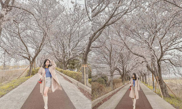 ▲▼2026釜山櫻花季。（圖／ReadyGo提供）