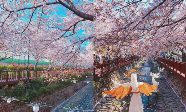 ▲▼2026釜山櫻花季。（圖／ReadyGo提供）
