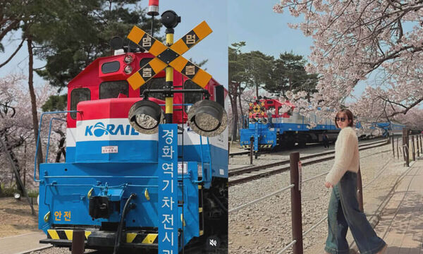 ▲▼2026釜山櫻花季。（圖／ReadyGo提供）