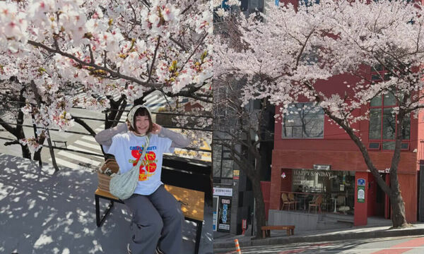 ▲▼2026釜山櫻花季。（圖／ReadyGo提供）