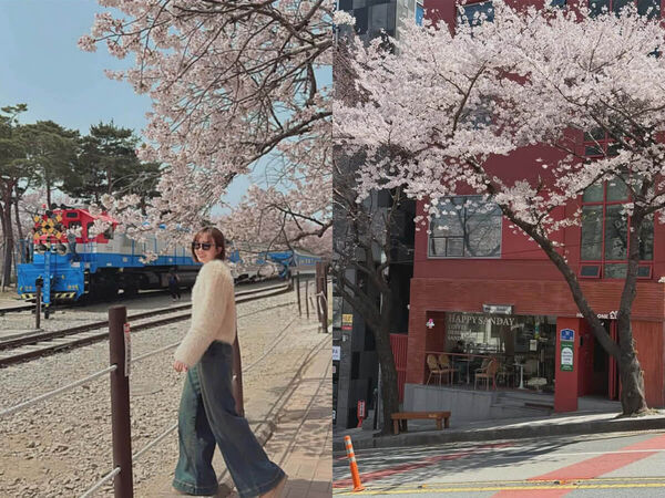 ▲▼2026釜山櫻花季。（圖／ReadyGo提供）