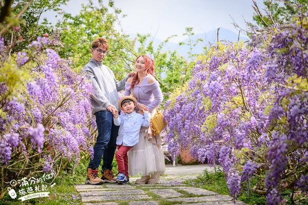 ▲▼阿喜紫藤。（圖／部落客滿分的旅遊札記授權提供）