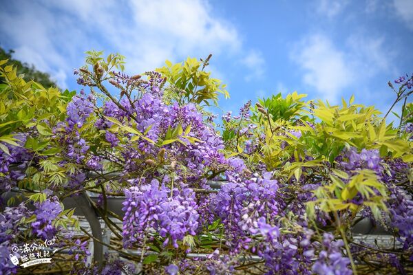 ▲▼阿喜紫藤。（圖／部落客滿分的旅遊札記授權提供）