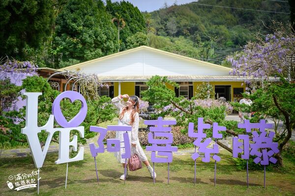 ▲▼阿喜紫藤。（圖／部落客滿分的旅遊札記授權提供）