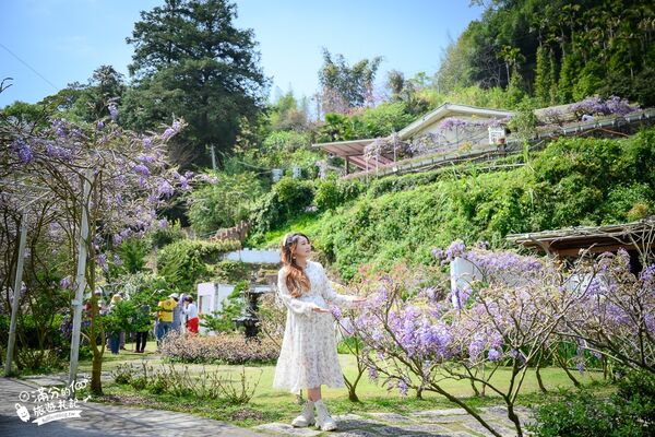 ▲▼阿喜紫藤。（圖／部落客滿分的旅遊札記授權提供）