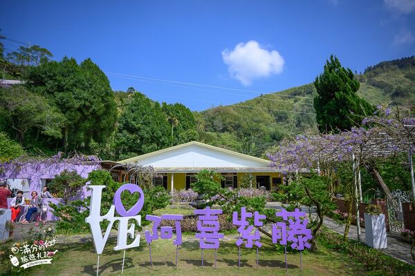 ▲▼阿喜紫藤。（圖／部落客滿分的旅遊札記授權提供）