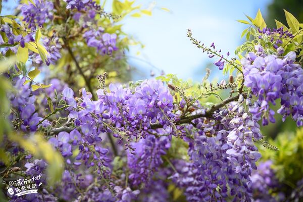 ▲▼阿喜紫藤。（圖／部落客滿分的旅遊札記授權提供）