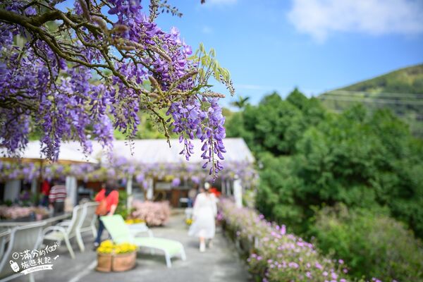 ▲▼阿喜紫藤。（圖／部落客滿分的旅遊札記授權提供）