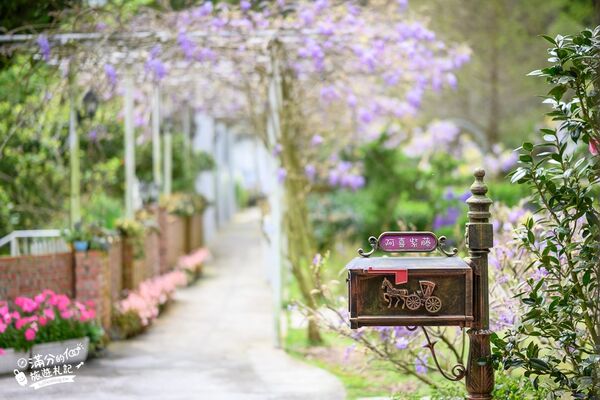 ▲▼阿喜紫藤。（圖／部落客滿分的旅遊札記授權提供）