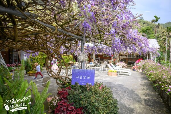 ▲▼阿喜紫藤。（圖／部落客滿分的旅遊札記授權提供）