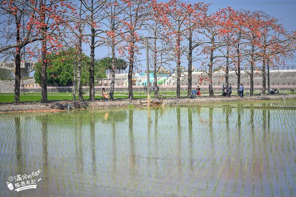 ▲▼竹塘木棉花道。（圖／部落客滿分的旅遊札記授權提供）