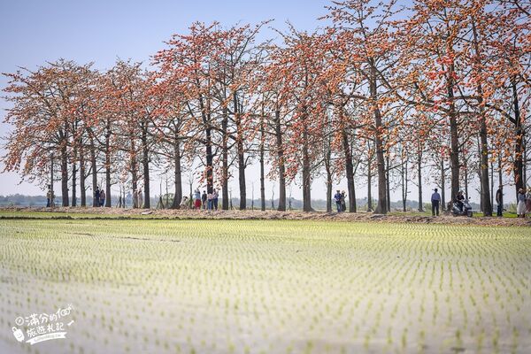▲▼竹塘木棉花道。（圖／部落客滿分的旅遊札記授權提供）