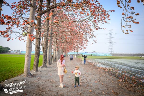 ▲▼竹塘木棉花道。（圖／部落客滿分的旅遊札記授權提供）