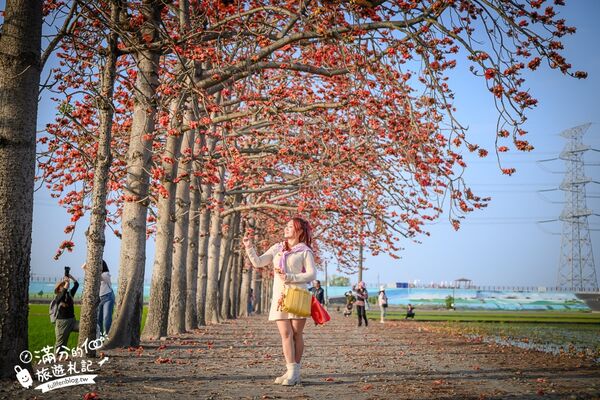 ▲▼竹塘木棉花道。（圖／部落客滿分的旅遊札記授權提供）